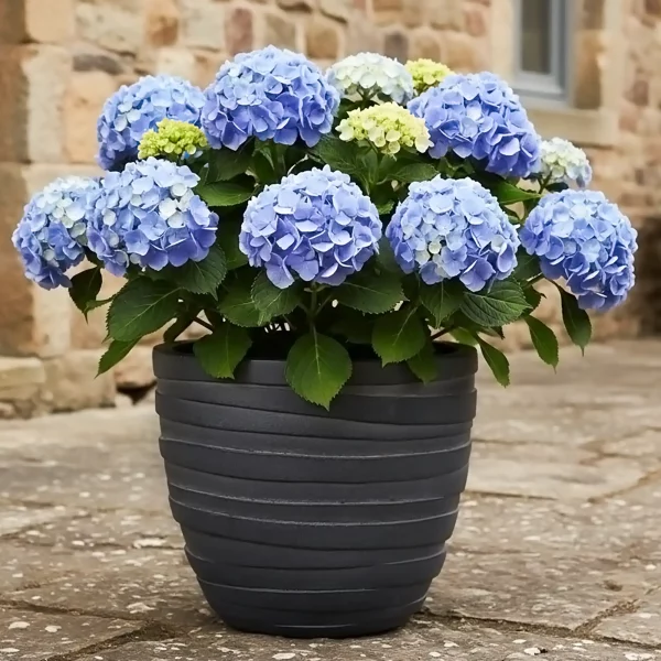 Row Black Light Concrete Egg Garden Planter D30 H26 cm, 18 ltrs Cap.