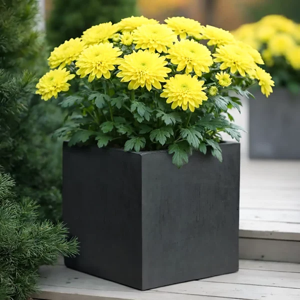 Square Box Faux Lead Light Concrete Garden Planter H25 L25 W25 cm, 16 ltrs Cap.
