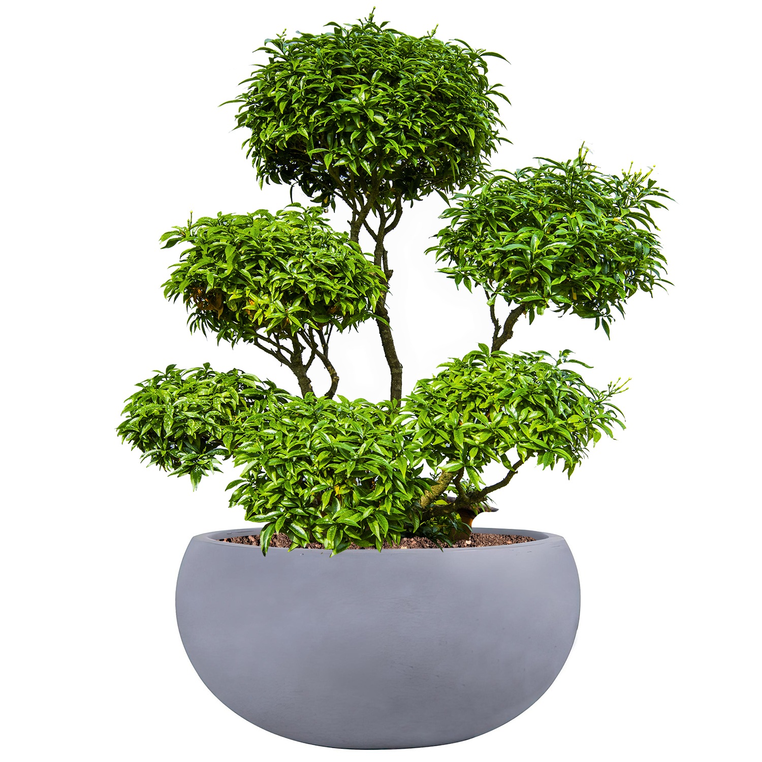 Classic Smooth Light Grey Bowl Outdoor Planter D55 H26 cm, 61.8 ltrs Cap.
