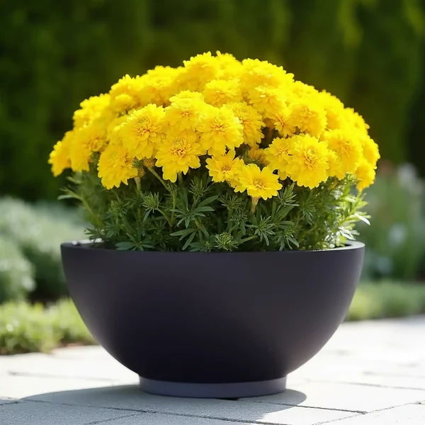 Black Dish Style Smooth Bowl Outdoor Garden Planter D35.5 H16 cm, 15.8 ltrs Cap.