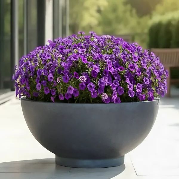Dark Grey Dish Style Smooth Bowl Outdoor Garden Planter D55.5 H22 cm, 53.2 ltrs Cap.