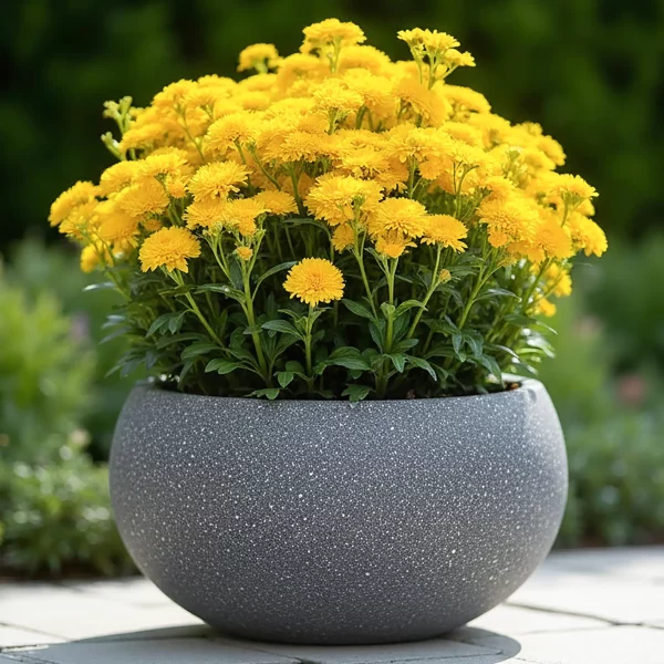 Textured Concrete Effect Grey Bowl Outdoor Garden Planter D30 H14 cm, 9.9 ltrs Cap.