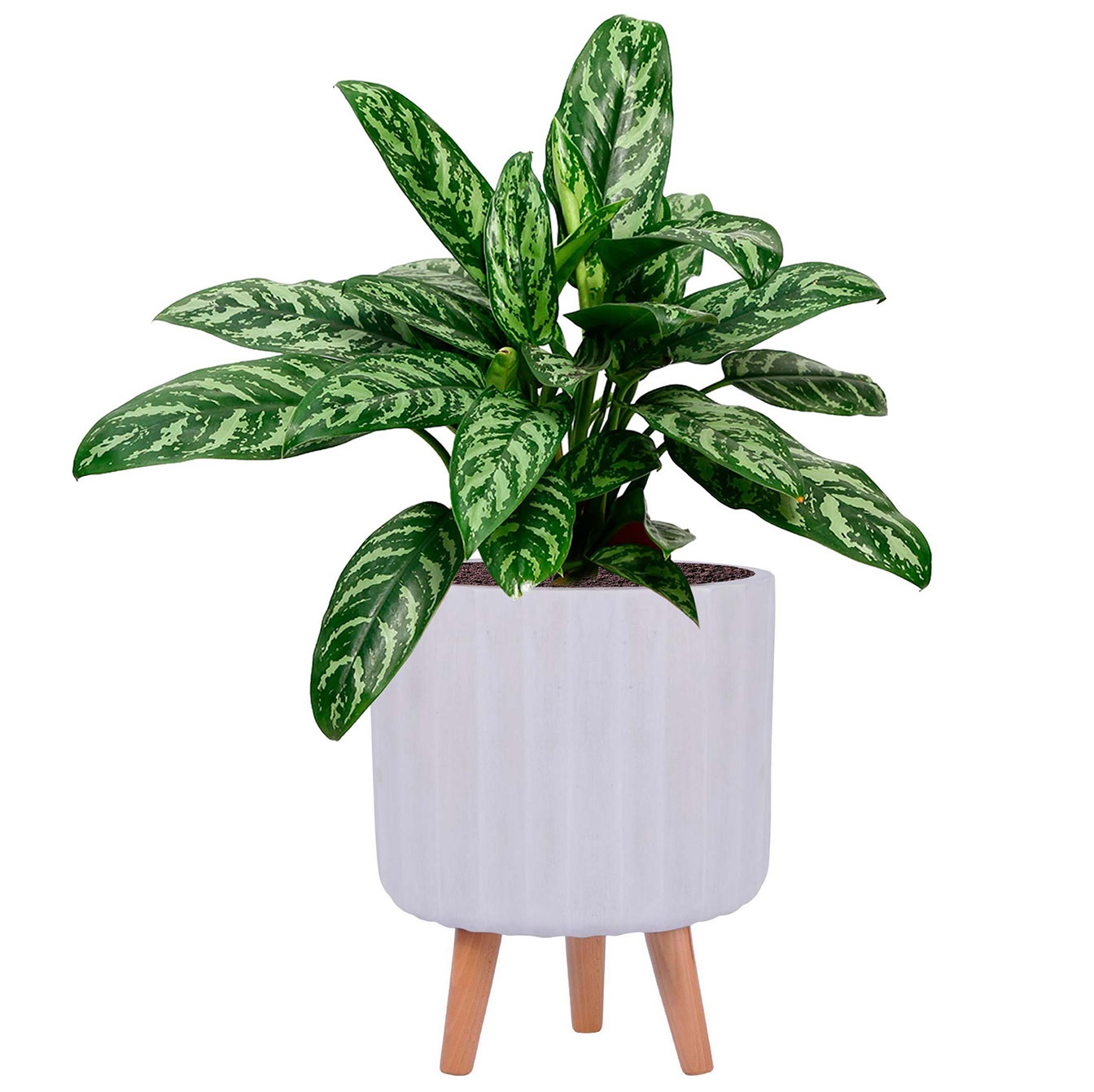 Modern Ribbed White Cylinder Round Indoor Planter with Legs D24 H32 cm, 7.6 ltrs Cap.