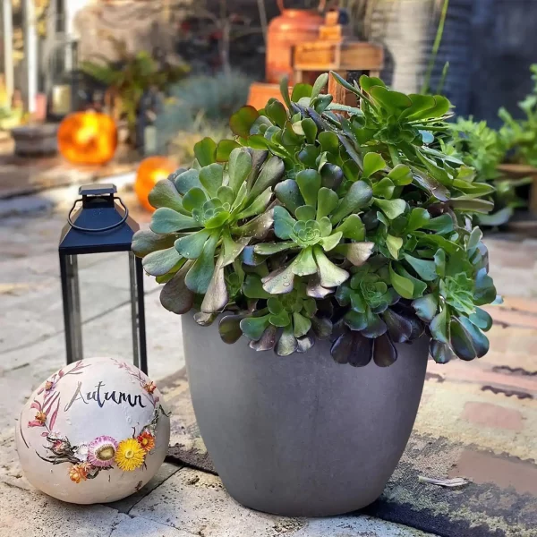 Dark Grey Washed Light Concrete Egg Garden Planter D30 H30 cm, 21 ltrs Cap.