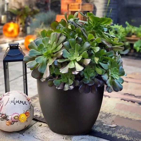 Black Light Concrete Egg Garden Planter D30 H30 cm, 21 ltrs Cap.