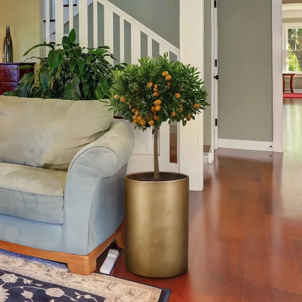 Gold Light Concrete Tall Round Planter, Indoor Plant Pot D26 H50 cm, 25 ltrs Cap.